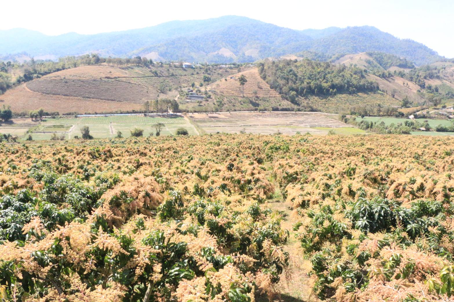 เกษตรจังหวัดเชียงใหม่ ติดตามสถานการณ์การปลูกมะม่วงในพื้นที่อำเภอเวียงแหง