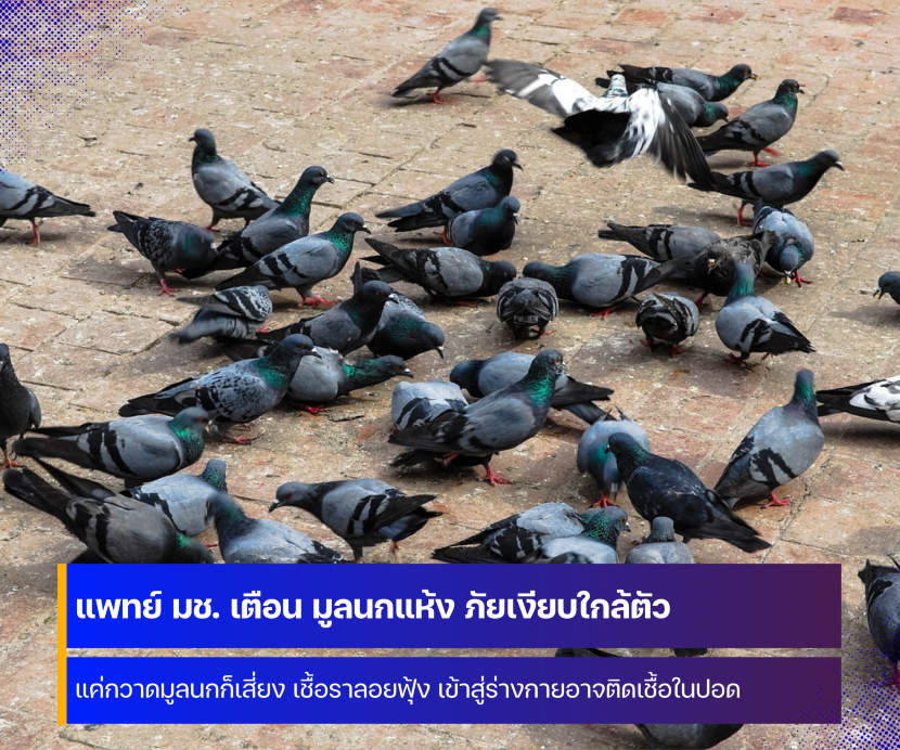 แพทย์ มช. เตือน มูลนกแห้ง ภัยเงียบใกล้ตัวที่ไม่ควรมองข้าม