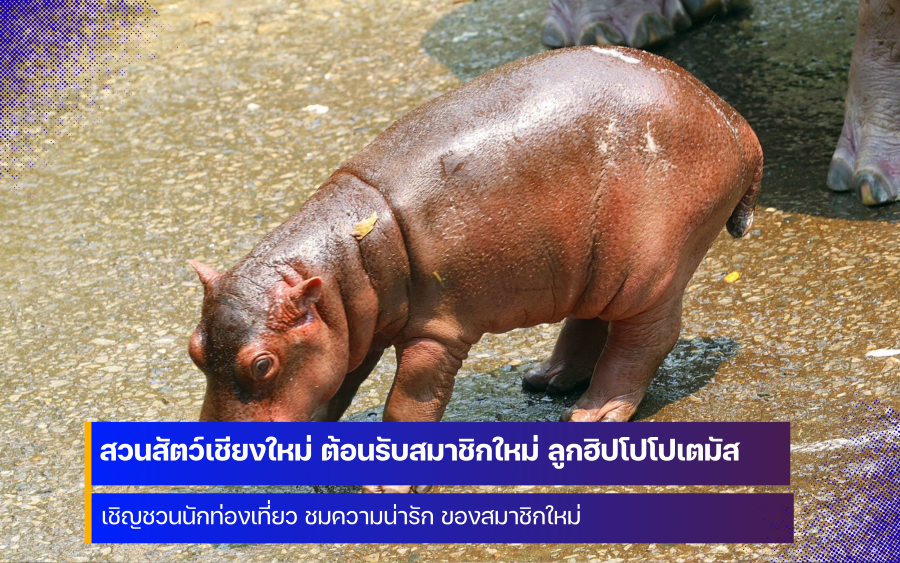 สวนสัตว์เชียงใหม่ เปิดตัว ลูกฮิปโปโปเตมัส สมาชิกใหม่สุดน่ารัก