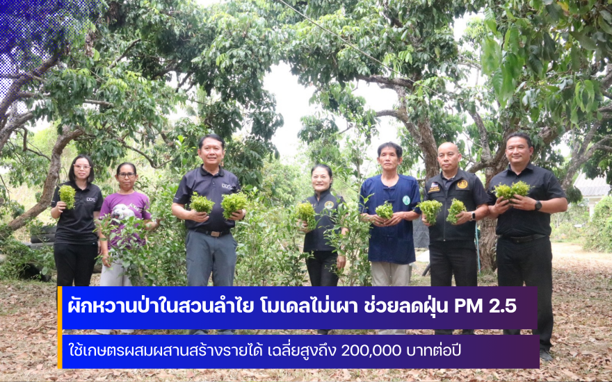 เกษตรจังหวัดเชียงใหม่ ชู ผักหวานป่าในสวนลำไย โมเดลไม่เผา