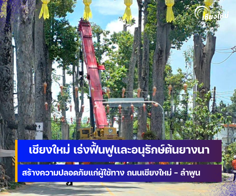 จังหวัดเชียงใหม่  เร่งหารือฟื้นฟูและอนุรักษ์ต้นยางนา บนถนนสายเชียงใหม่ &ndash; ลำพูน