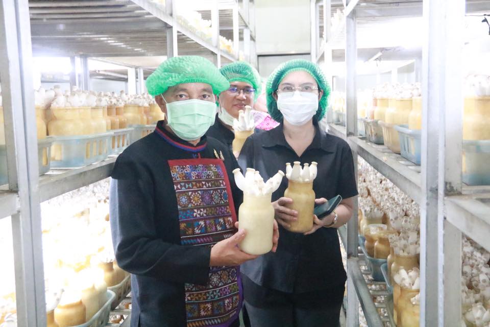 สำนักงานเกษตรจังหวัดเชียงใหม่ ศึกษาดูงาน เชียงใหม่ฟาร์มเห็ด ต้นแบบผลิตเห็ดระบบปิด