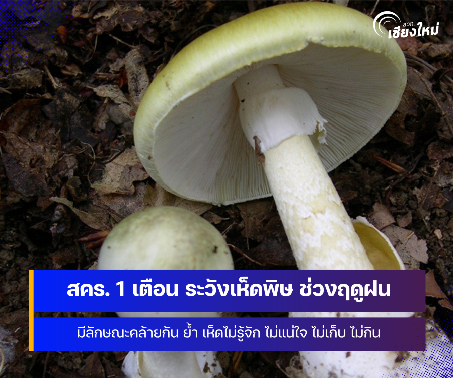 สคร. 1 เชียงใหม่ เตือน ระวัง เห็ดพิษ ช่วงฤดูฝน ย้ำ เห็ดไม่รู้จัก ไม่แน่ใจ ไม่เก็บ ไม่กิน