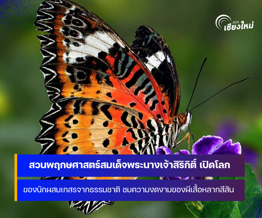 เริ่มแล้ว เปิดโลกแห่งผีเสื้อ นักผสมเกสรจากธรรมชาติ