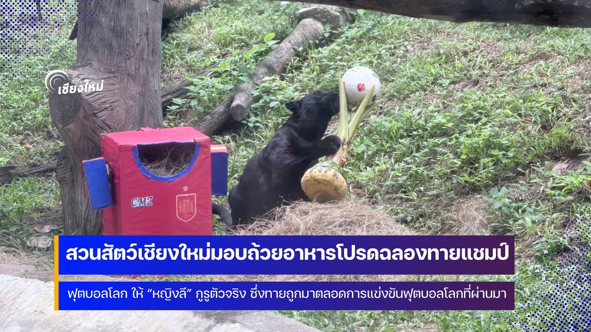 สวนสัตว์เชียงใหม่มอบถ้วยอาหารโปรดฉลองทายแชมป์โลกถูก ให้ &ldquo;หญิงลี&rdquo; กูรูตัวจริง