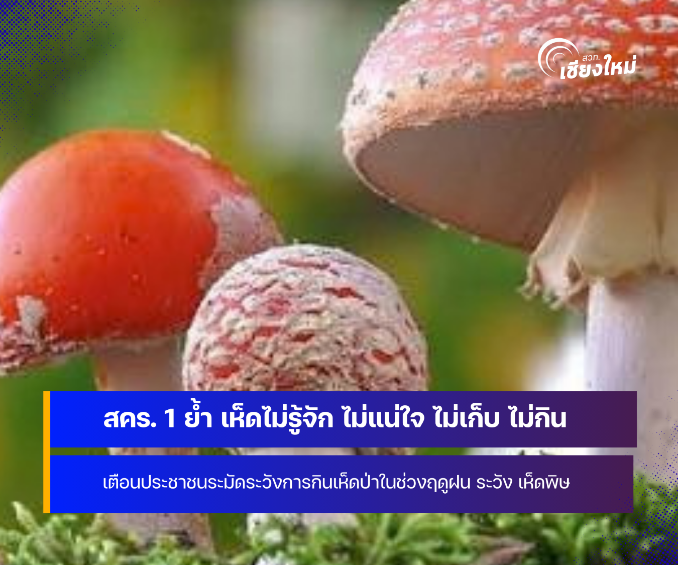 สคร. 1 เชียงใหม่ เน้นย้ำ เห็ดไม่รู้จัก ไม่แน่ใจ ไม่เก็บ ไม่กิน