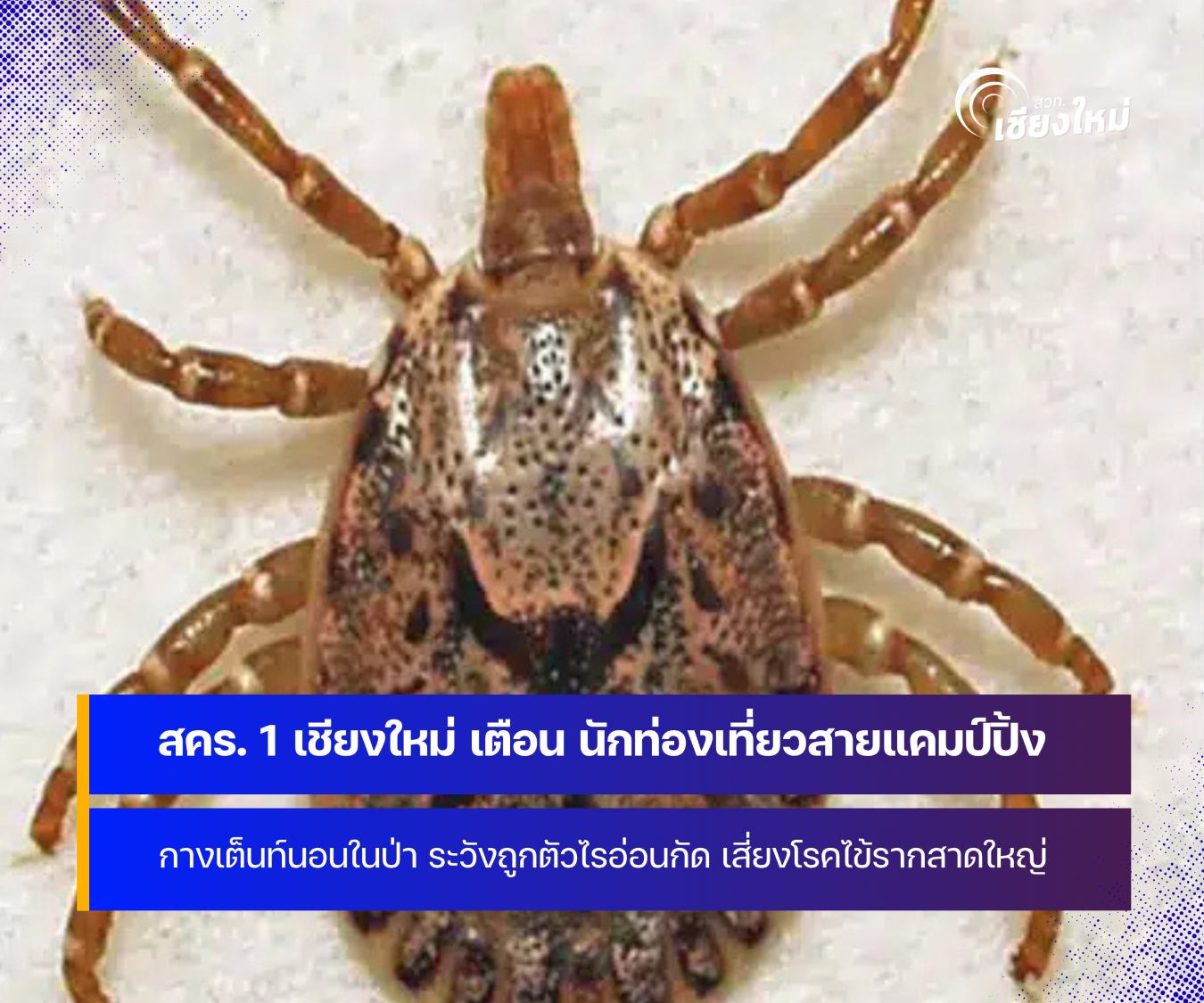 สคร. 1 เชียงใหม่ เตือน นักท่องเที่ยวกางเต็นท์นอนในป่า ระวังถูกตัวไรอ่อนกัด 